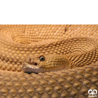 خانواده افعی‌ها Family Viperidae